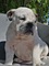 Precioso cachorro macho bulldog ingles - Foto 1