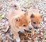 Preciosos cachorros Shiba Inu - Foto 1