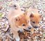 Preciosos cachorros shiba inu