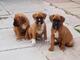 Regalo adorable cachorros boxer