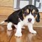         Regalo cachorros beagle  - Foto 1