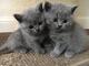 Regalo de british shorthair,