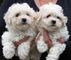 Regalos asombrosos cachorros de maltese - Foto 1