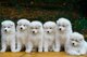 Samoyedo cachorros