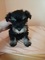 Schnauzers miniatura, cachorros negros y plateados - Foto 1