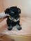 Schnauzers miniatura, cachorros negros y plateados - Foto 2