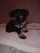 Schnauzers miniatura, cachorros negros y plateados - Foto 3