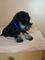 Schnauzers miniatura, cachorros negros y plateados - Foto 4