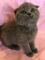 Scottish shorthair fold lilac - Foto 1