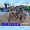 Se regalan cachorros - Foto 1