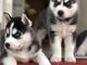 Siberian husky puppies for free adoption