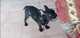 Vendo bulldog frances enano Y america stanford - Foto 6