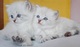 14adorables gatitos siberianos para regalo