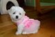 1regalo cachorros bichon maltes hembra y macho, - Foto 1