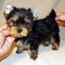 22amazine cachorro yorkie para regalo - Foto 1