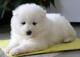 27Hermoso cachorro de samoyedo para regalo - Foto 1