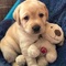 34adorables cachorros labrador para regalo - Foto 1