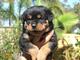 37cachorro rottweiler amazine para regalo - Foto 1