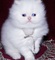 43adorable gatito persia para regalo - Foto 1