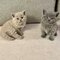 56hermosos gatitos britanicos de pelo corto para regalo