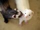 57adorable gatito hurones para regalo - Foto 1