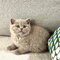 57Hermoso gatito británico de pelo corto para regalo - Foto 1