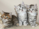 64hermosos gatitos siberianos para adopción