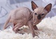 68hermoso gatito sphynx para adopción