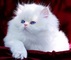 72Hermoso gatito persa para adopción - Foto 1