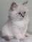 74adorable gatita siberiana en adopcion - Foto 1