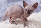 79adorable gatita sphynx en adopción - Foto 1