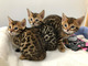 95adorables gatitos de bengala para regalo - Foto 1