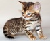 96adorable gatito bengala para regalo - Foto 1