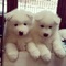 96adorables cachorros samoyedo para regalo - Foto 1