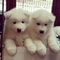 96adorables cachorros samoyedo para regalo