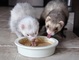 97adorable gatito hurones para regalo - Foto 1