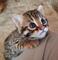 97Hermoso gatito de bengala para regalo - Foto 1