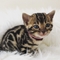 98Hermoso gatito de bengala para regalo - Foto 1