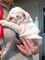 Adorable miniature english bulldog puppies for sale