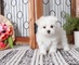 Adorable outstanding Maltese - Foto 1