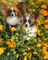 Adorable papillon puppies for sale - Foto 1