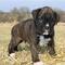 Adorables cachorritos boxer en adopcion