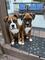 Adorables cachorros boxer - Foto 1