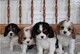 Adorables cachorros Cavalier - Foto 1