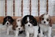 Adorables cachorros cavalier