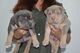 Adorables cachorros pitbull listos para adopción