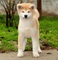 Akita inu cachorros nacidos el 31.07. 2022 - Foto 1