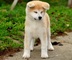 Akita inu cachorros nacidos el 31.07. 2022 - Foto 10