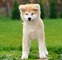 Akita inu cachorros nacidos el 31.07. 2022 - Foto 11