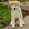 Akita inu cachorros nacidos el 31.07. 2022 - Foto 12
